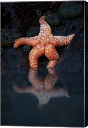 Framed Starfish Reflection 2 Print