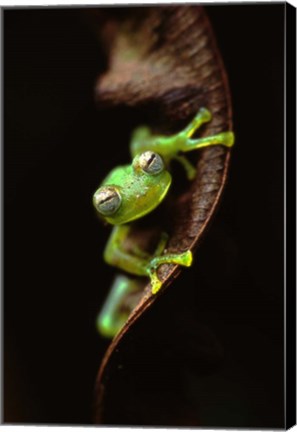 Framed Frog Portrait Print