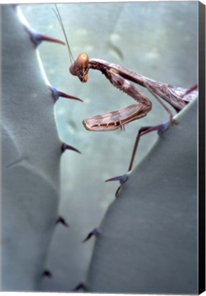 Framed Mantis Agave Print