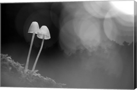 Framed Mushroom Tiny Print