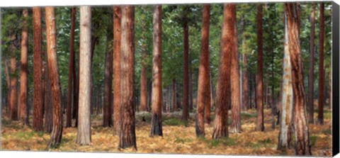 Framed Ponderosa Trunks Print