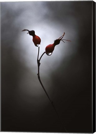 Framed Rose Hips Print