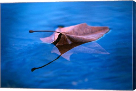 Framed Sycamore Reflection Print