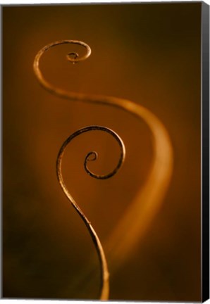 Framed Tendrils Red Print