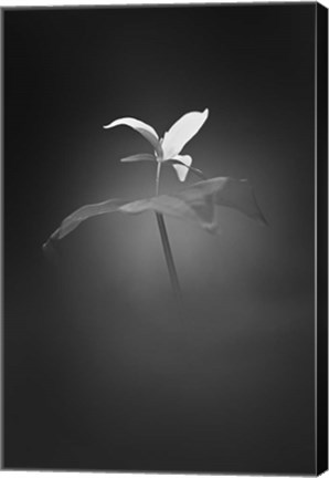 Framed Trillium Pastel 1 Print