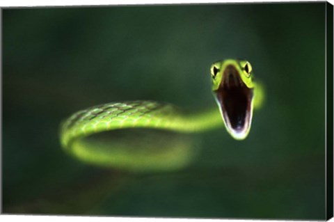 Framed Vine Snake Print
