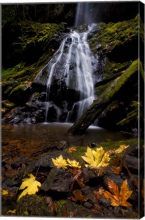 Framed Waterfall Maple Leaves Print