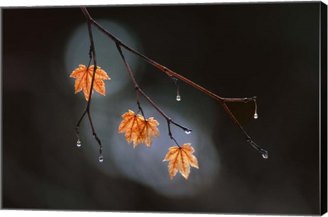 Framed Wet Fall Print