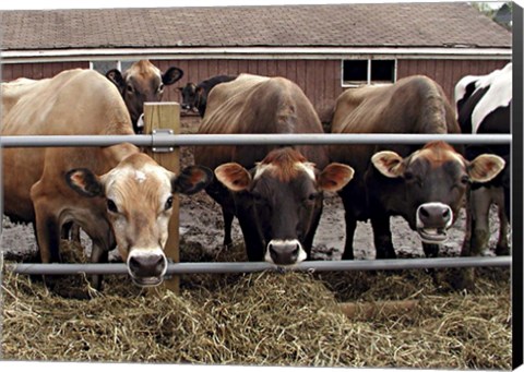 Framed Cows Print