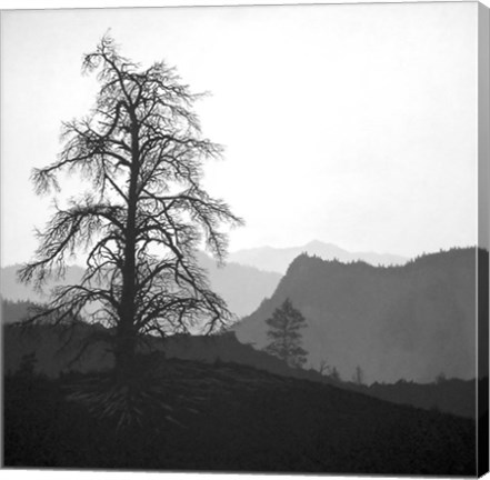 Framed Mono Print