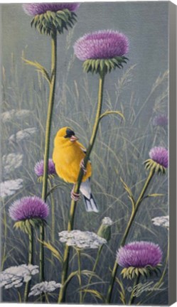 Framed Goldfinch Print