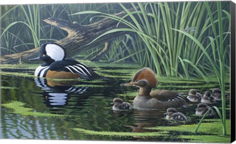 Framed Merganser Print