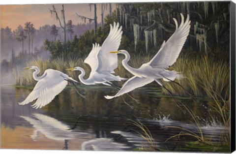Framed Morning Departure Egrets Print