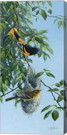 Framed Nesting Orioles Print