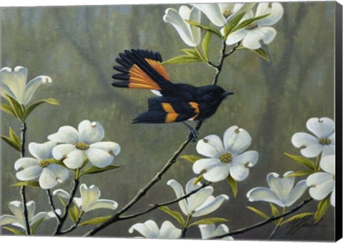 Framed Redstart &amp; Dogwood Print