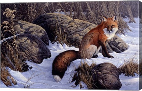 Framed Mid Winter Pause - Red Fox Print