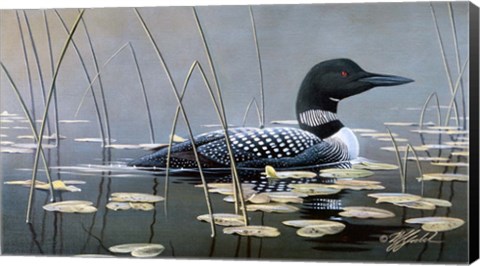 Framed Loon In Reeds Print