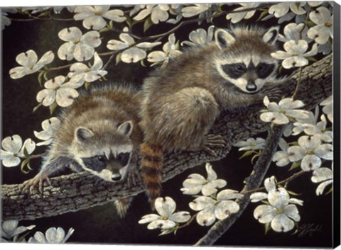 Framed Dogwood Hideout - Young Raccoons Print