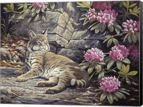 Framed Bee Watching Bobcat Print