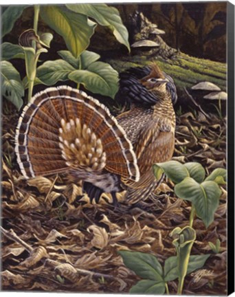 Framed May Display - Ruffed Grouse Print