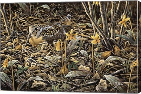 Framed Early Brood - Woodcock Young Print