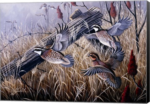 Framed Corner Post Covey - Bobwhite Print