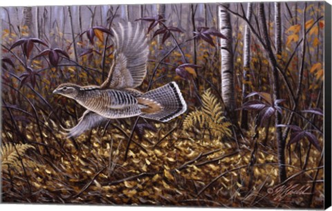Framed Silver Streak - Ruffed Grouse Print