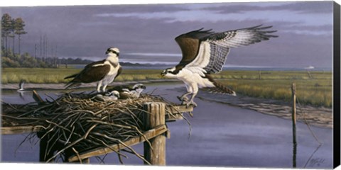 Framed Chesapeake Treasurers - Osprey Print
