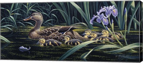 Framed Mother&#39;s Day - Mallard Print