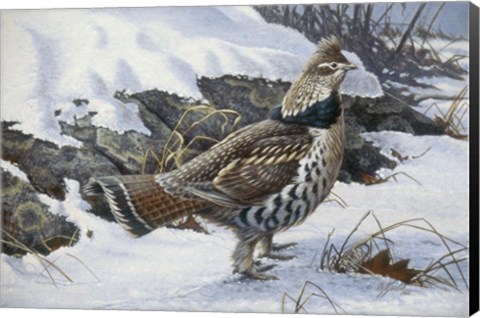 Framed Ruffed Grouse Print