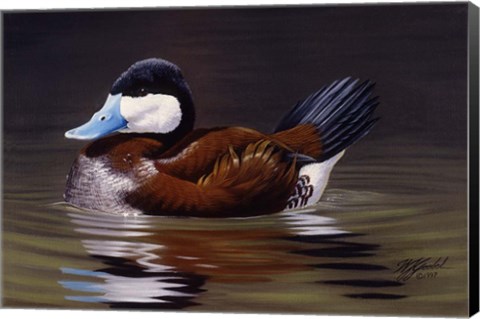 Framed Ruddy Duck Print