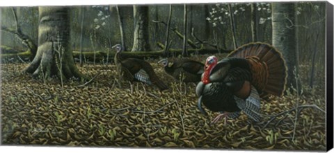 Framed Suitor - Wild Turkeys Print