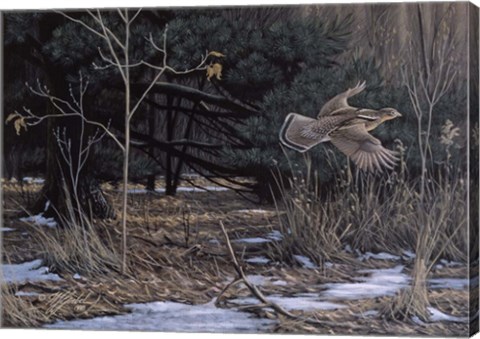 Framed Grouse On The Wing Print