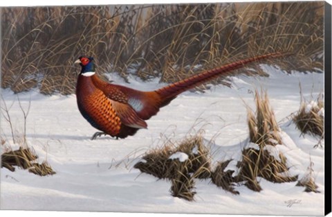 Framed Winter Walk Pheasant Print