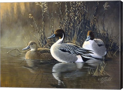 Framed Pintail Trios Print