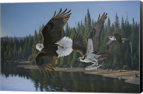 Framed Eagle Osprey Print