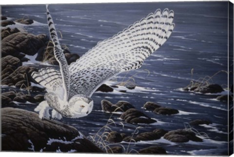 Framed Winter Shore - Snowy Owl Print