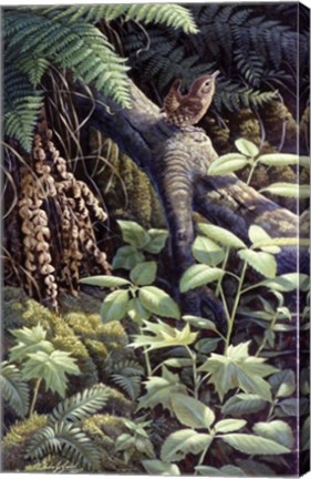 Framed On A Limb Print