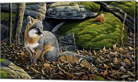 Framed Grey Fox Print