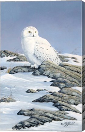Framed Snowy Owl Print