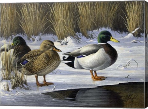 Framed Mallards Print