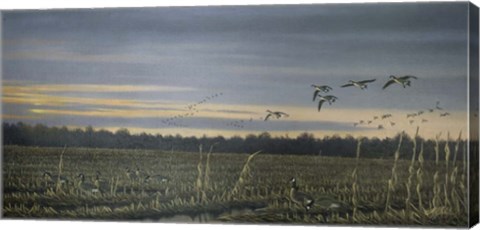 Framed Canada Geese Print