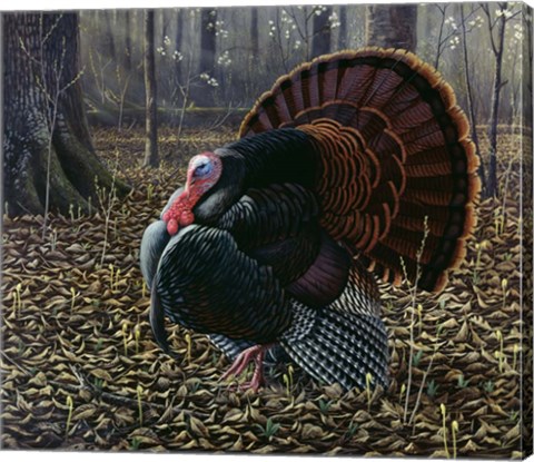 Framed King Of Spring - Wild Turkey Print