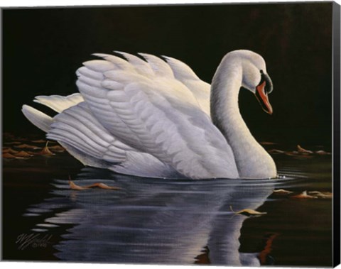 Framed Reflection - Mute Swan Print