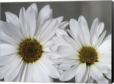Framed Don&#39;t Eat Daisies I Print