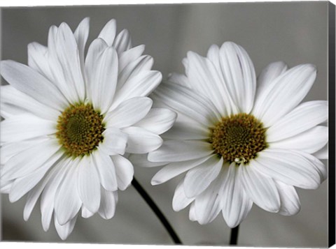 Framed Don&#39;t Eat Daisies II Print