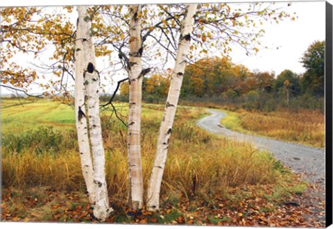 Framed Birches Print