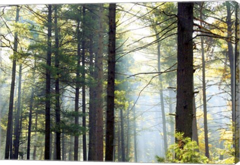 Framed Shrouded Forest II Print