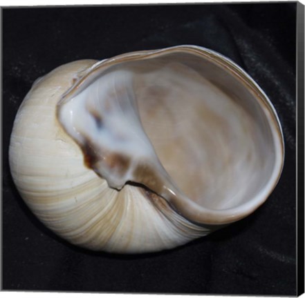 Framed Moonsnail I Print