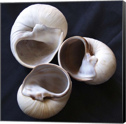 Framed Moonsnail II Print